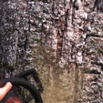 伐木工王朝/Lumberjacks Dynasty(更新v5498796)